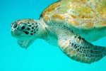 belize sea life